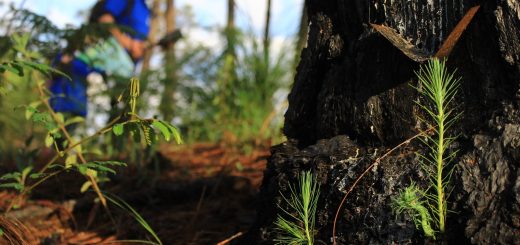 What are the benefits to reforestation?