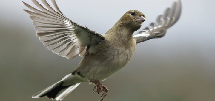 How to Prevent Birds From Flying Into Windows