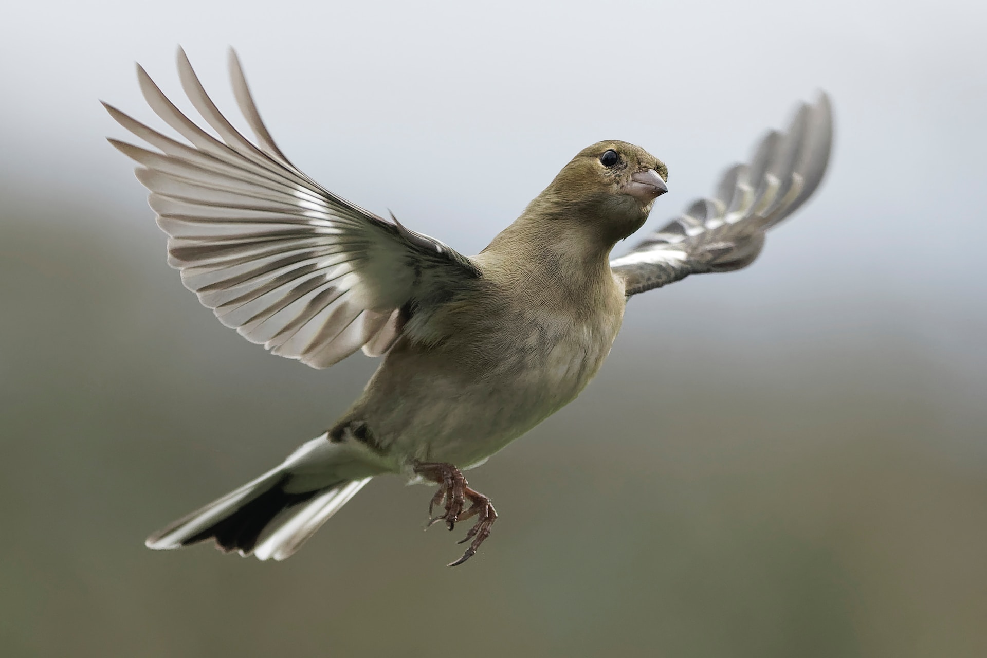 How to Prevent Birds From Flying Into Windows